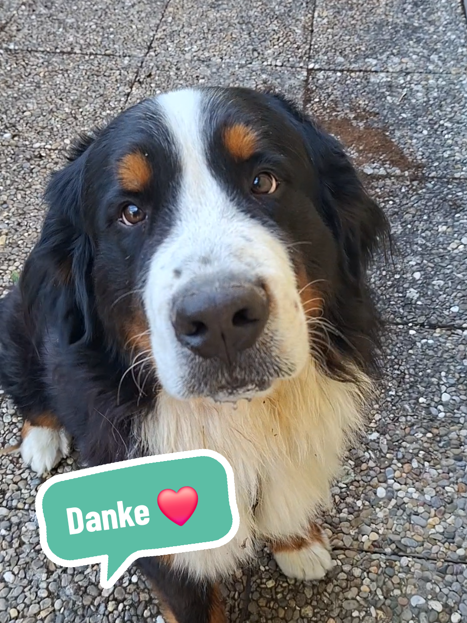 @BeagleTrifftBerner