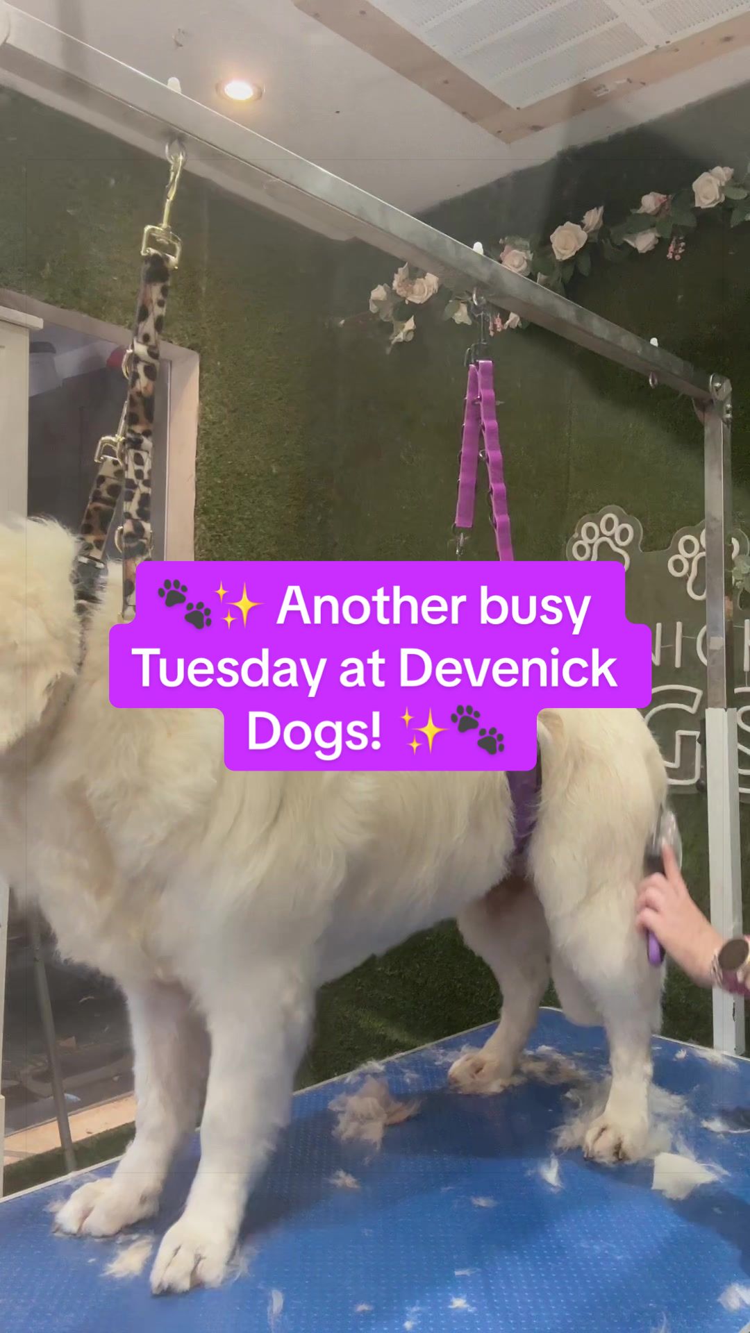@DevenickDogs