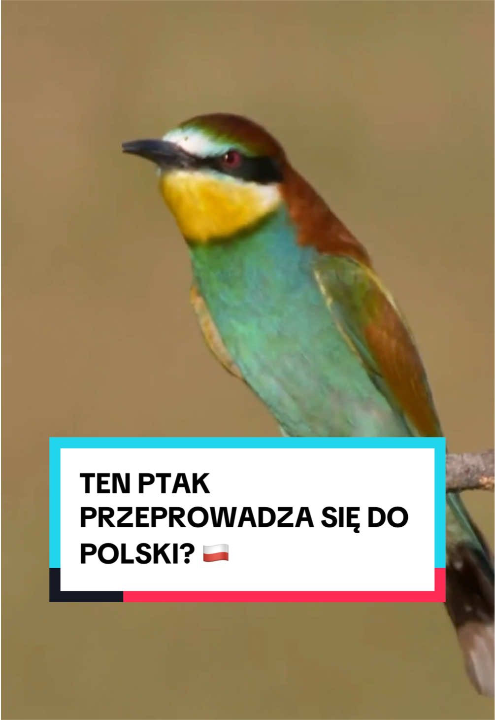 @pandawojtekyt
