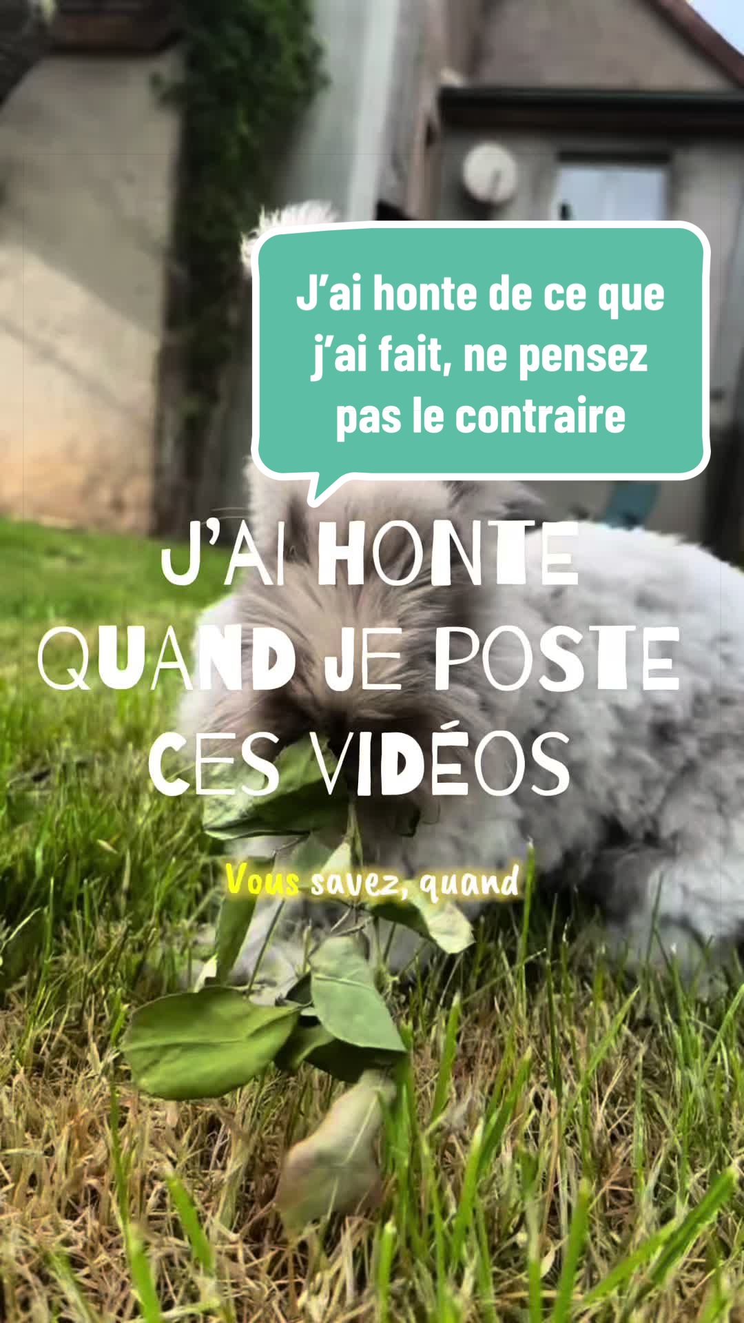 @Mes lapinouchs 🐰🐹