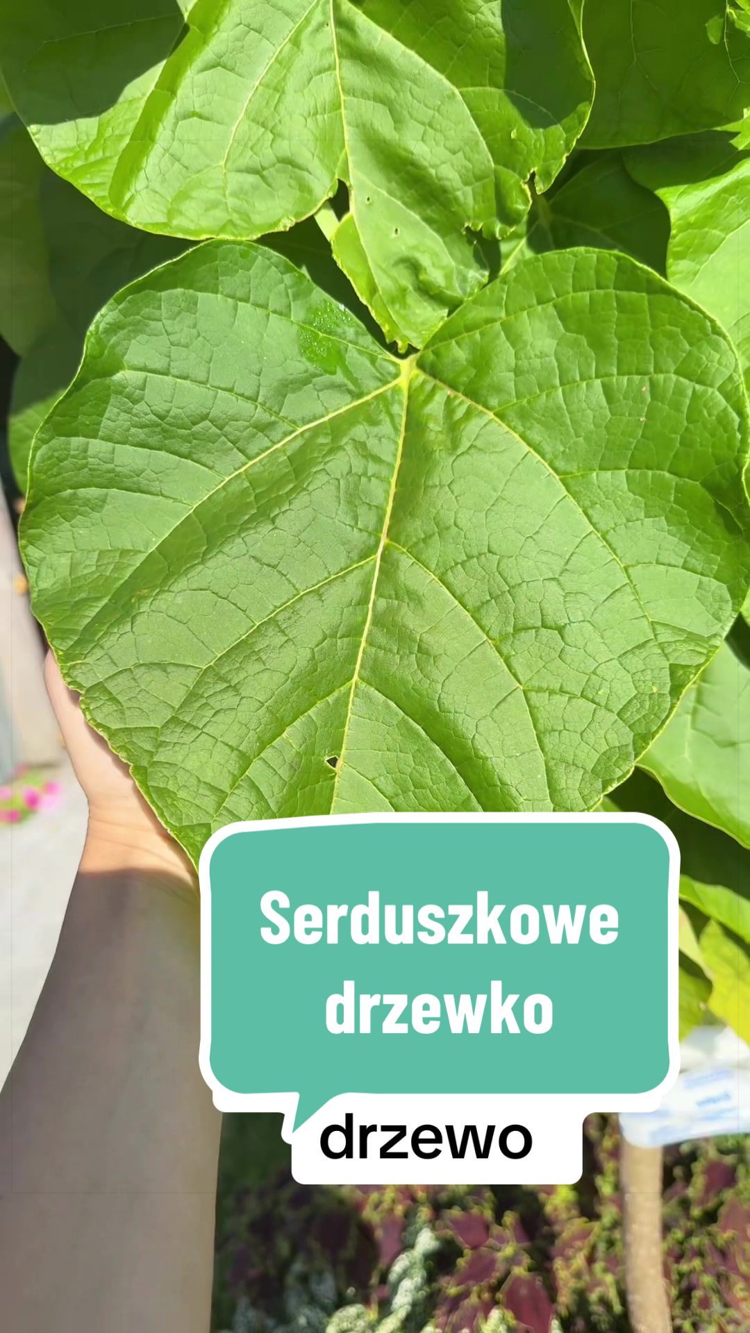 @🌺 K A S I A 🌺 🇵🇱