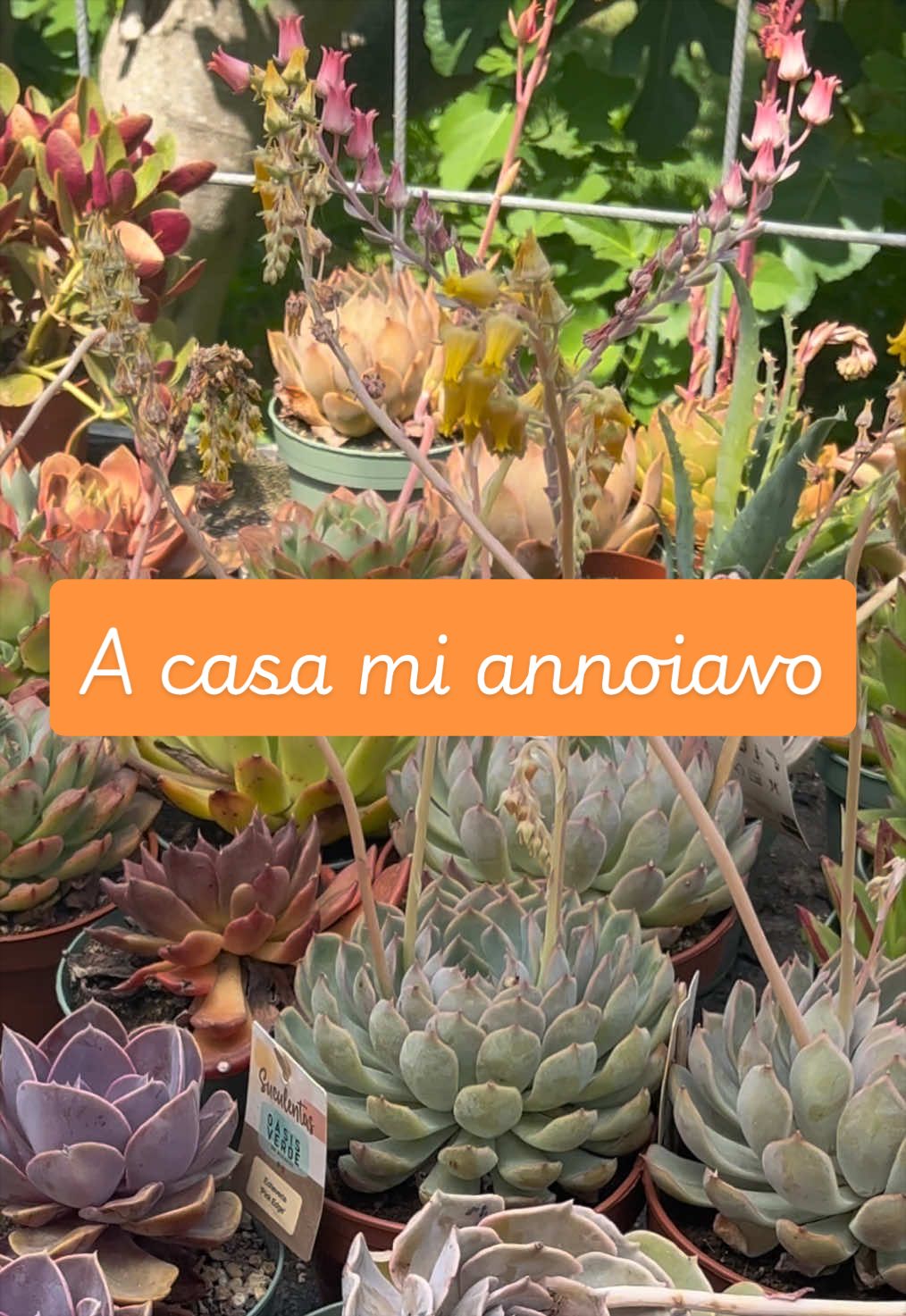 @piccole.spine.felici