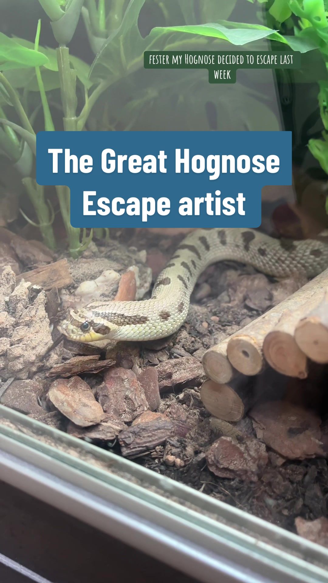 @Rosie&ensp;🖤🐍🦎🕷️