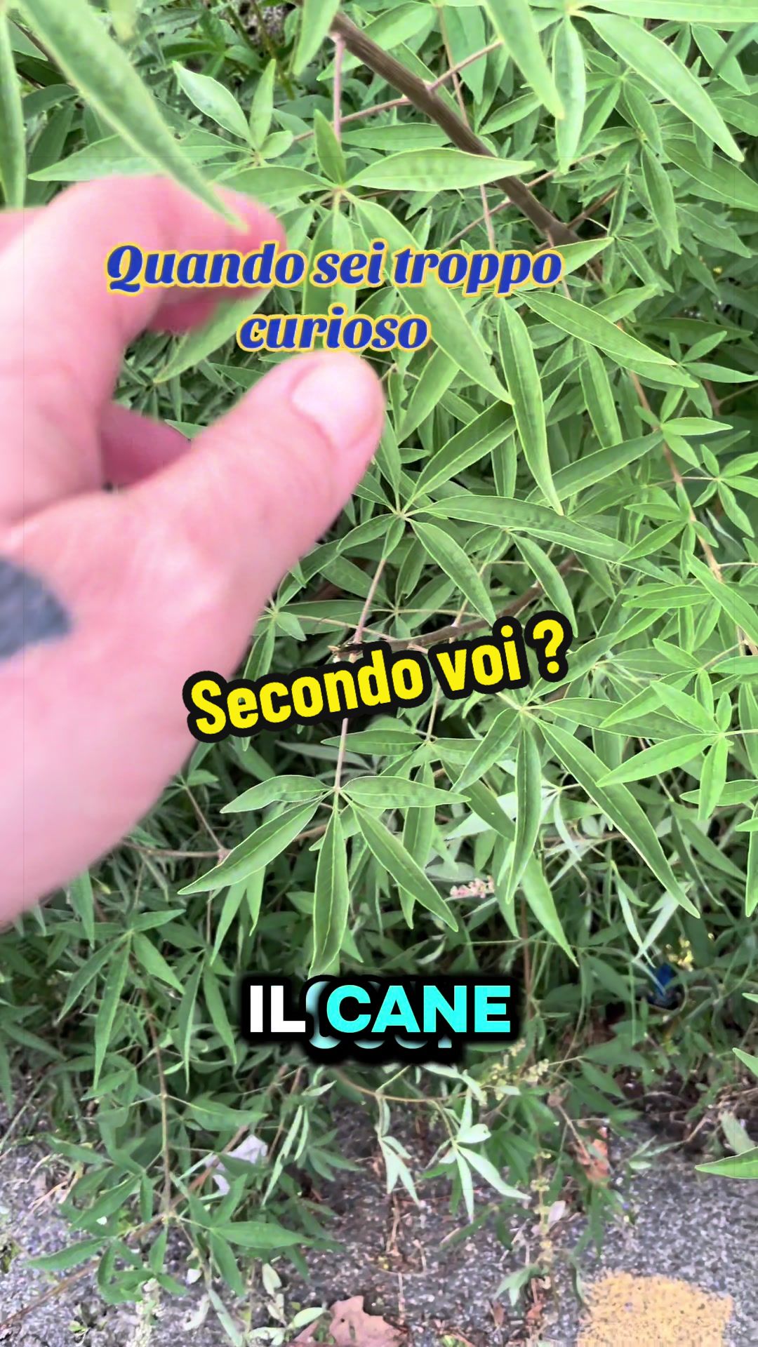 @Alessandro Cuomo ♌️