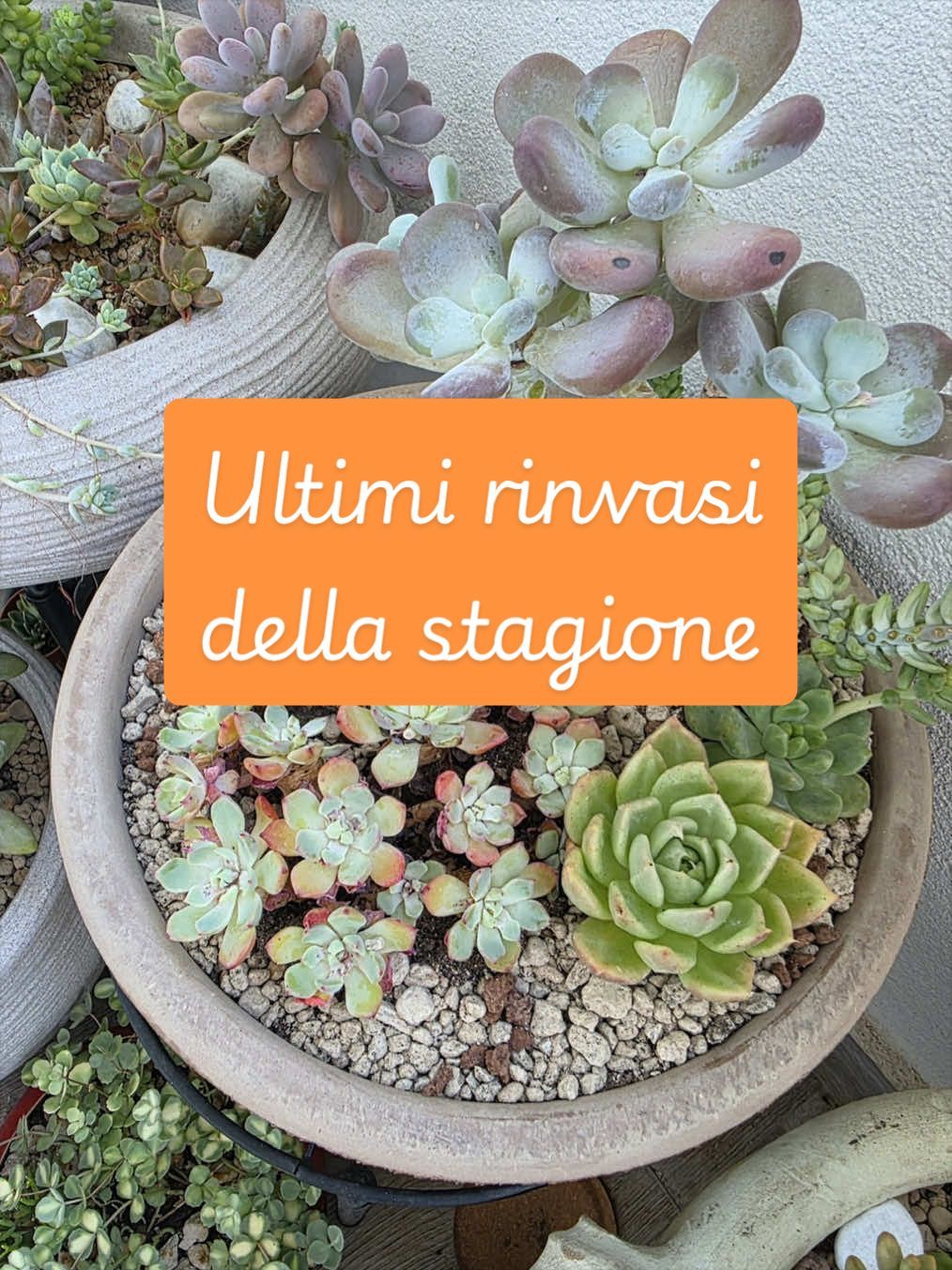 @piccole.spine.felici 🌵