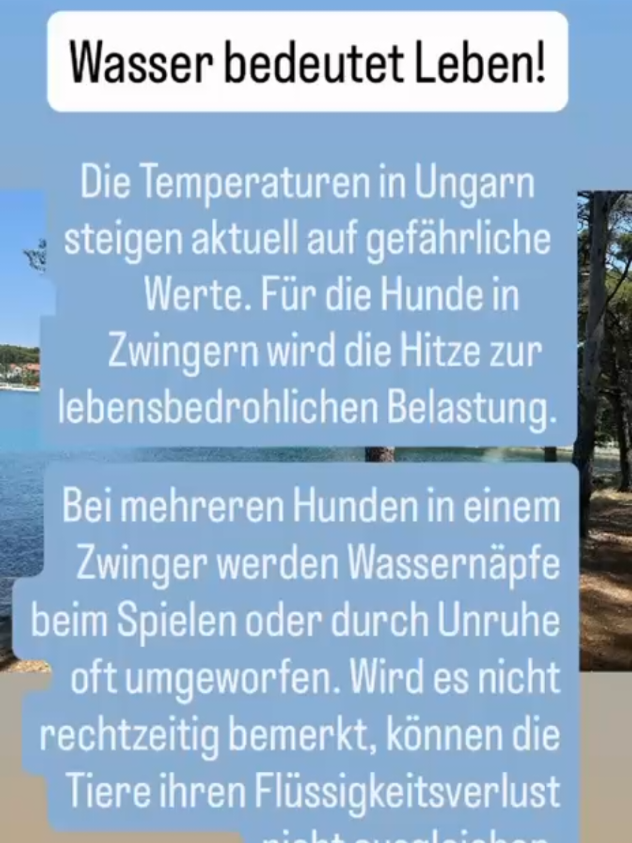 @Hundehilfe Bakony e.V.