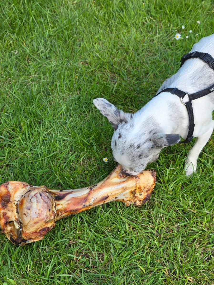 @Jerry_Coby_Chihuahua