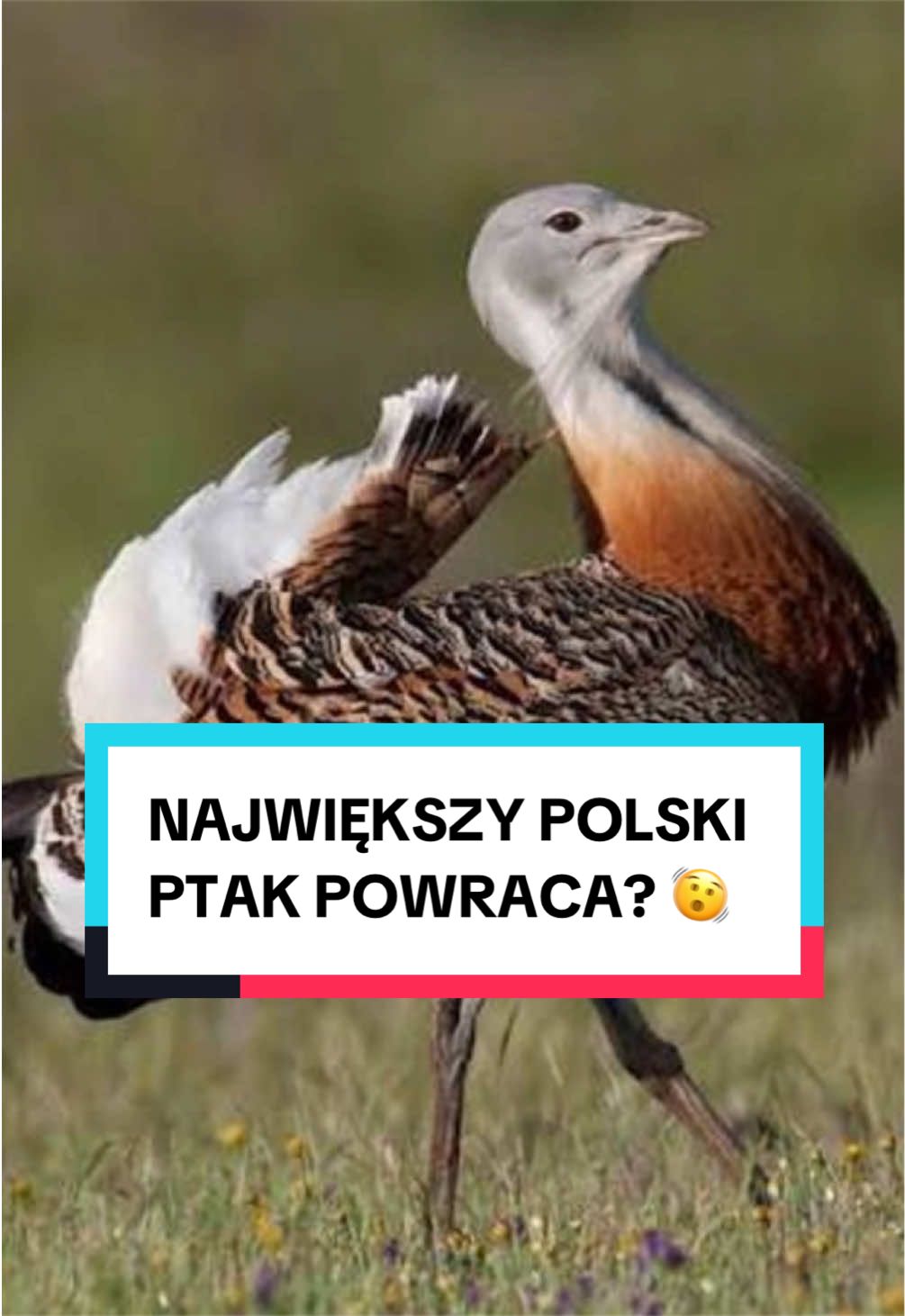 @pandawojtekyt
