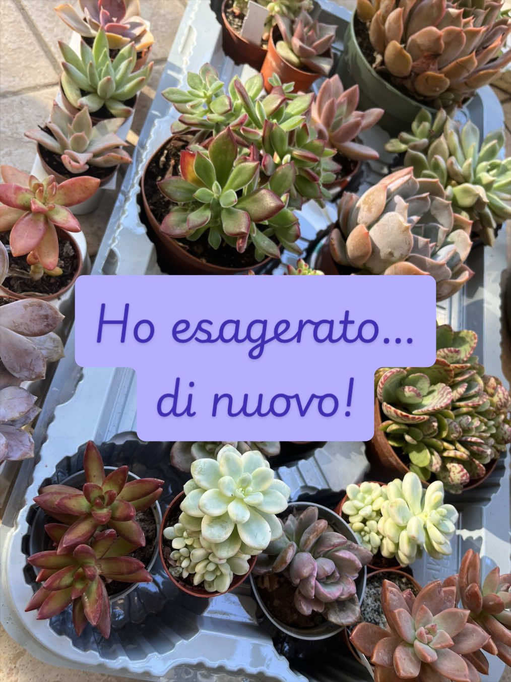 @piccole.spine.felici 🌵