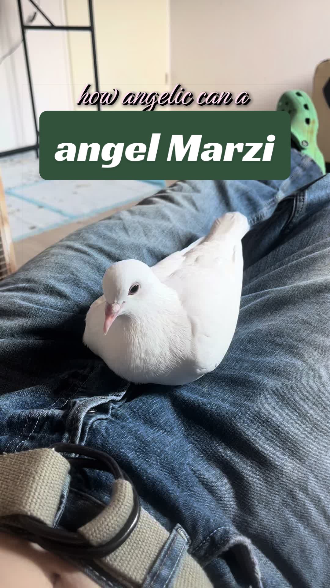 @Lisa‘s Pets