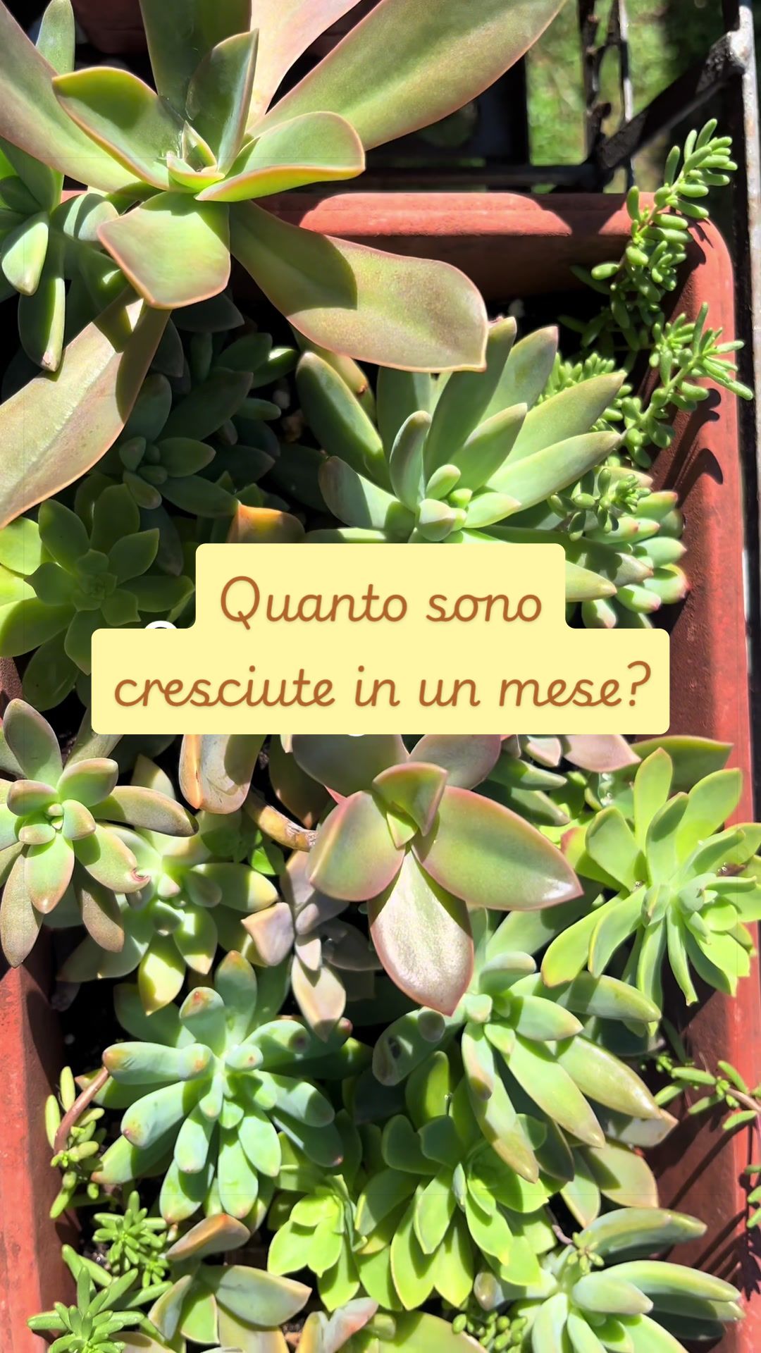 @piccole.spine.felici 🌵