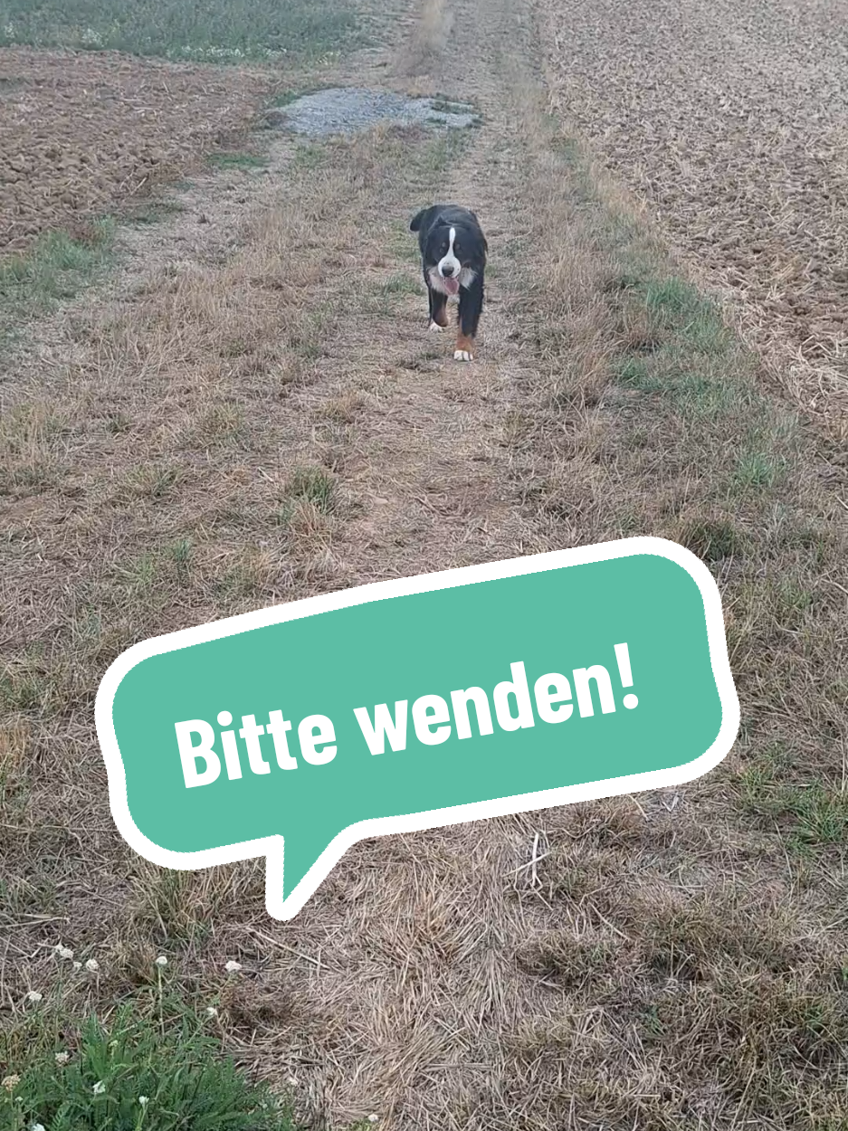 @BeagleTrifftBerner