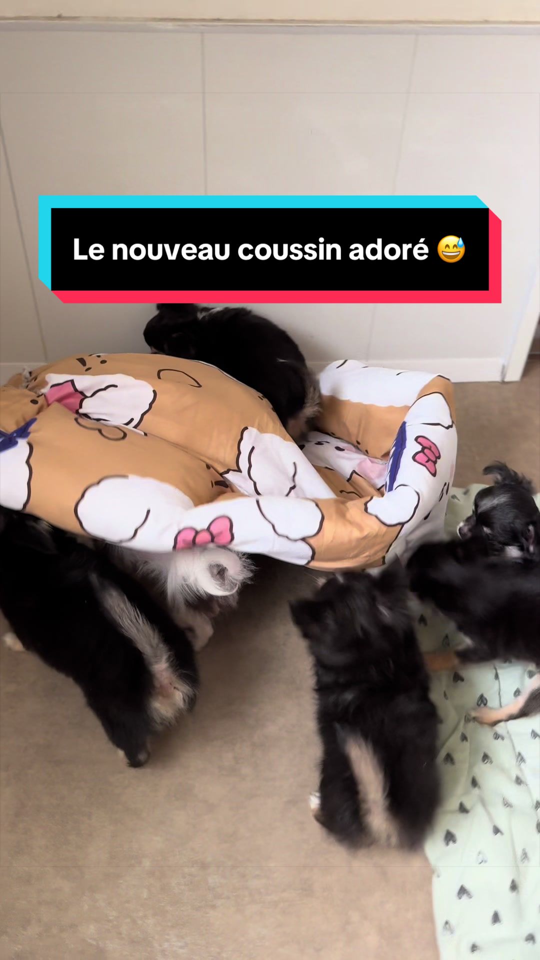 @óla_chihuahua