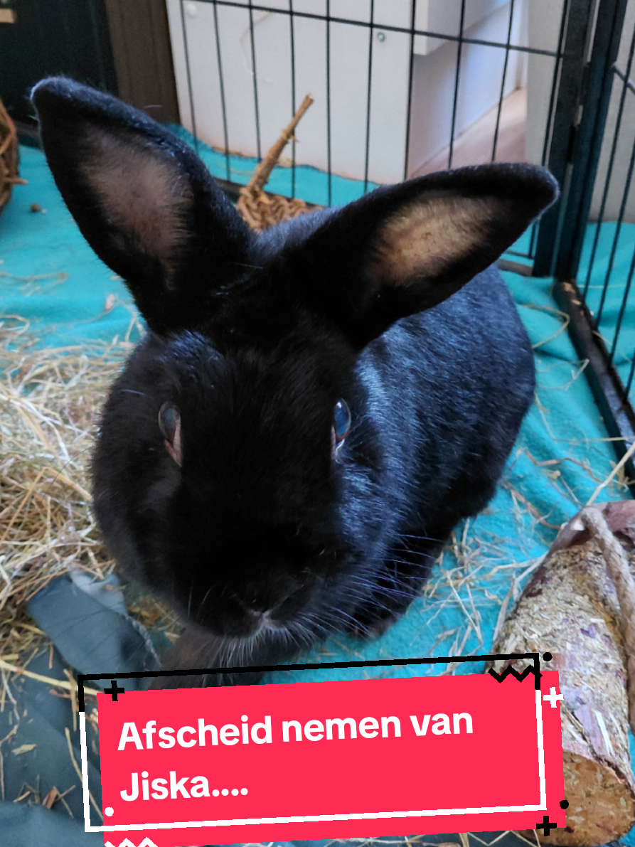 @Safrina's wereld