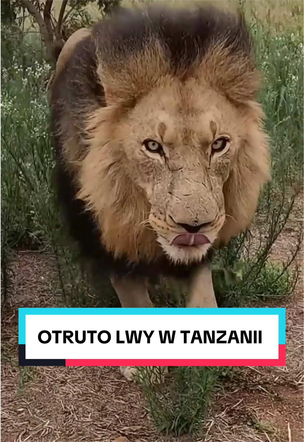 @pandawojtekyt