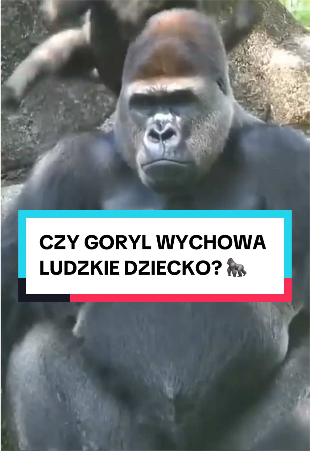 @pandawojtekyt