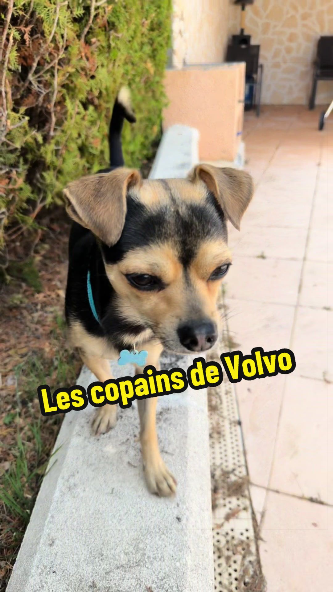 @STEPH & VOLVO