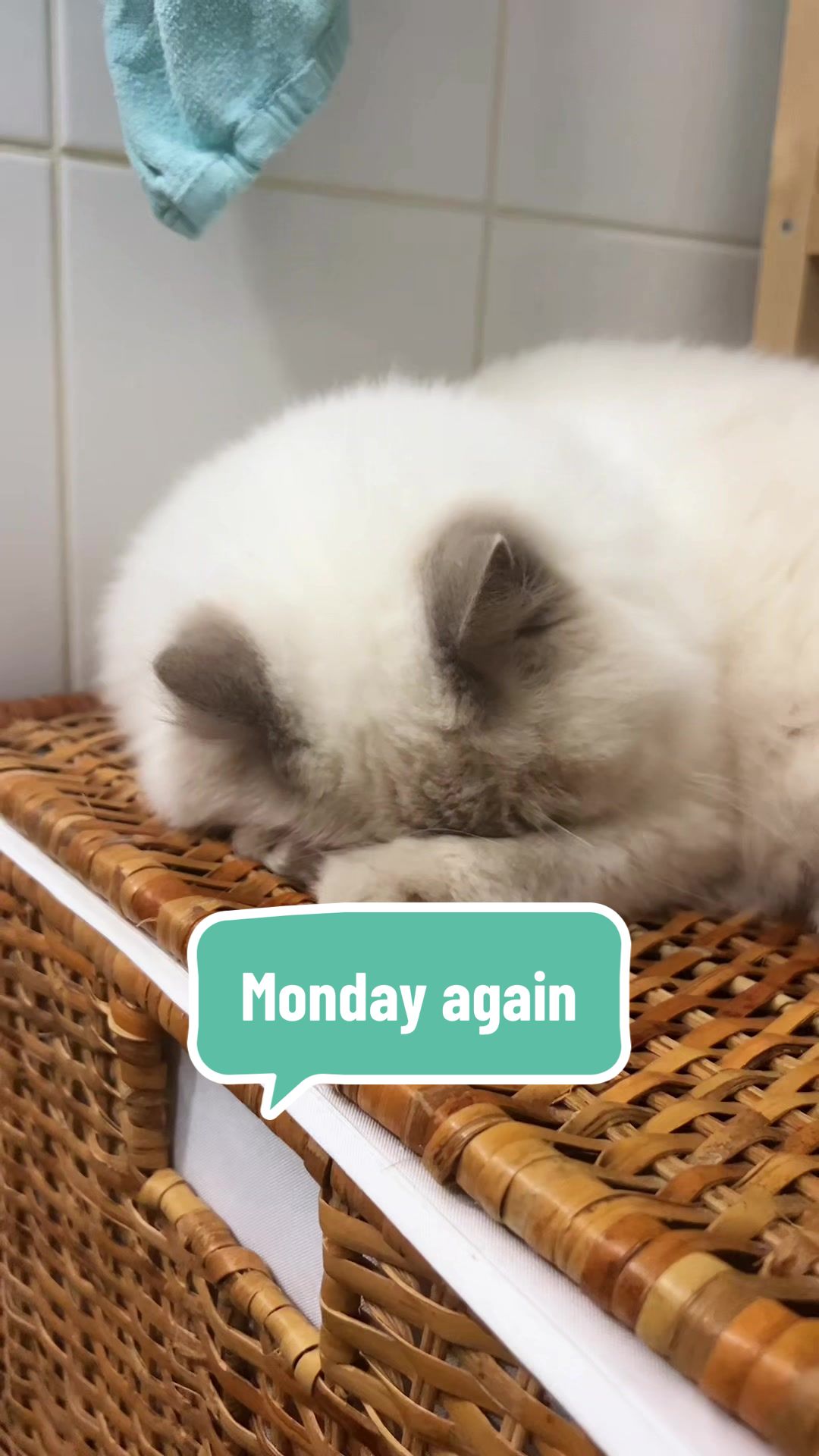 @Dutchkittycat