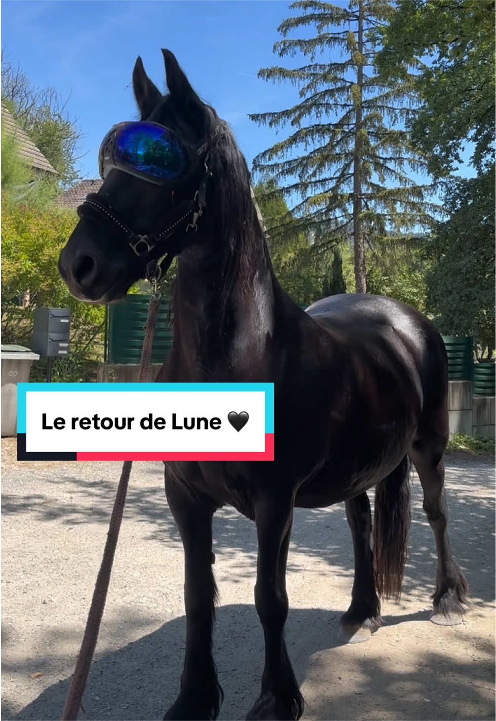 @mon poney pie