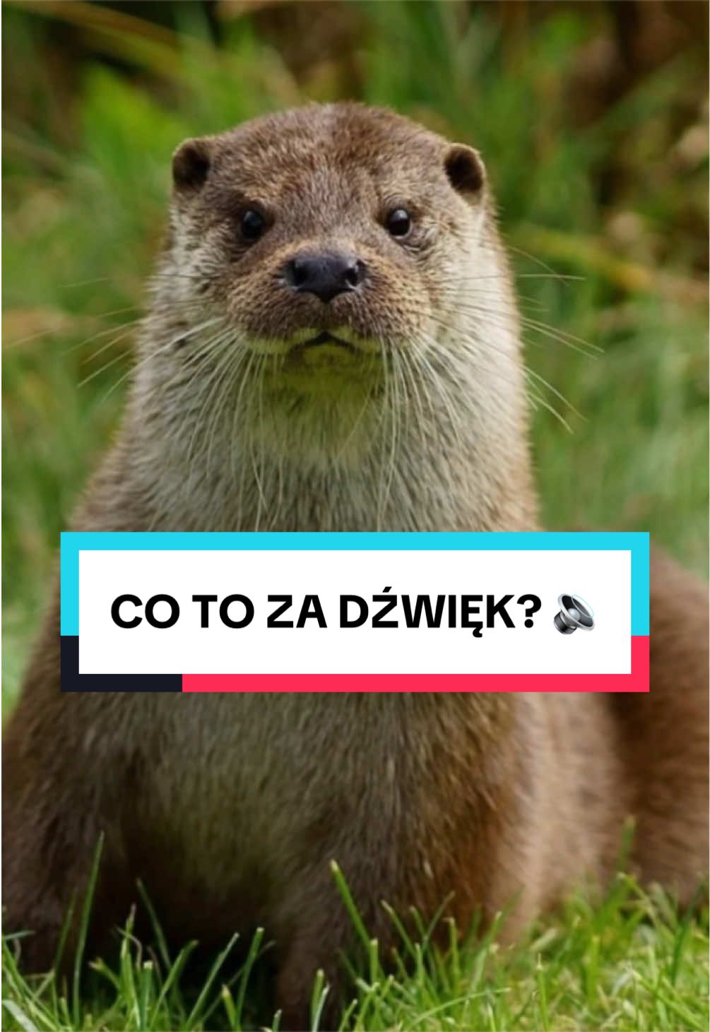 @pandawojtekyt