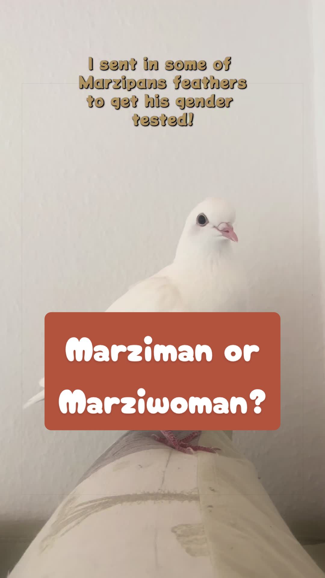 @Lisa‘s Pets