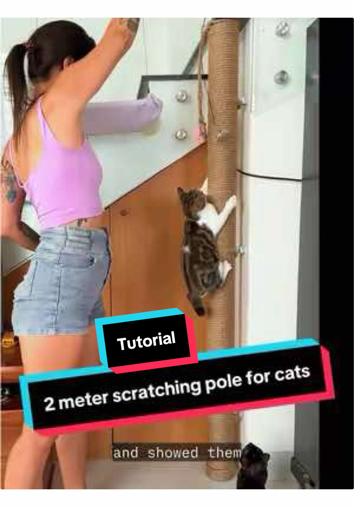 @Three Cats | Behavior & Life
