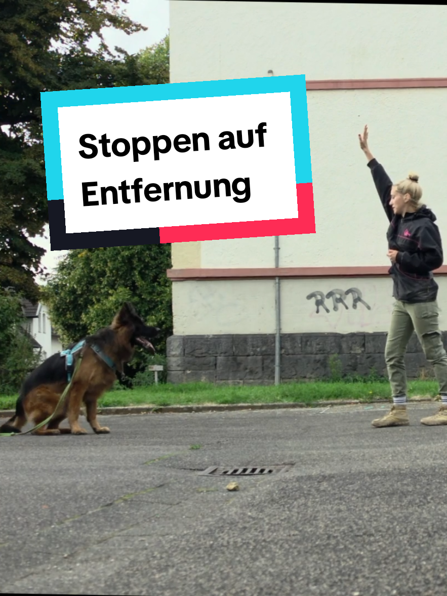 @Hundeschule Mit vier Pfoten