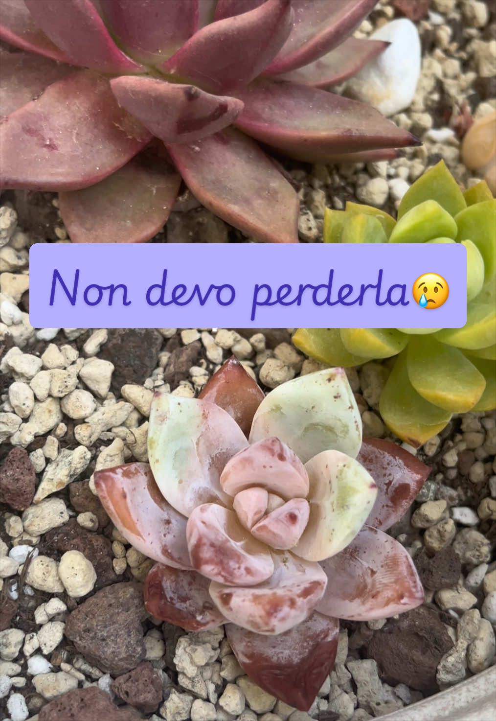 @piccole.spine.felici