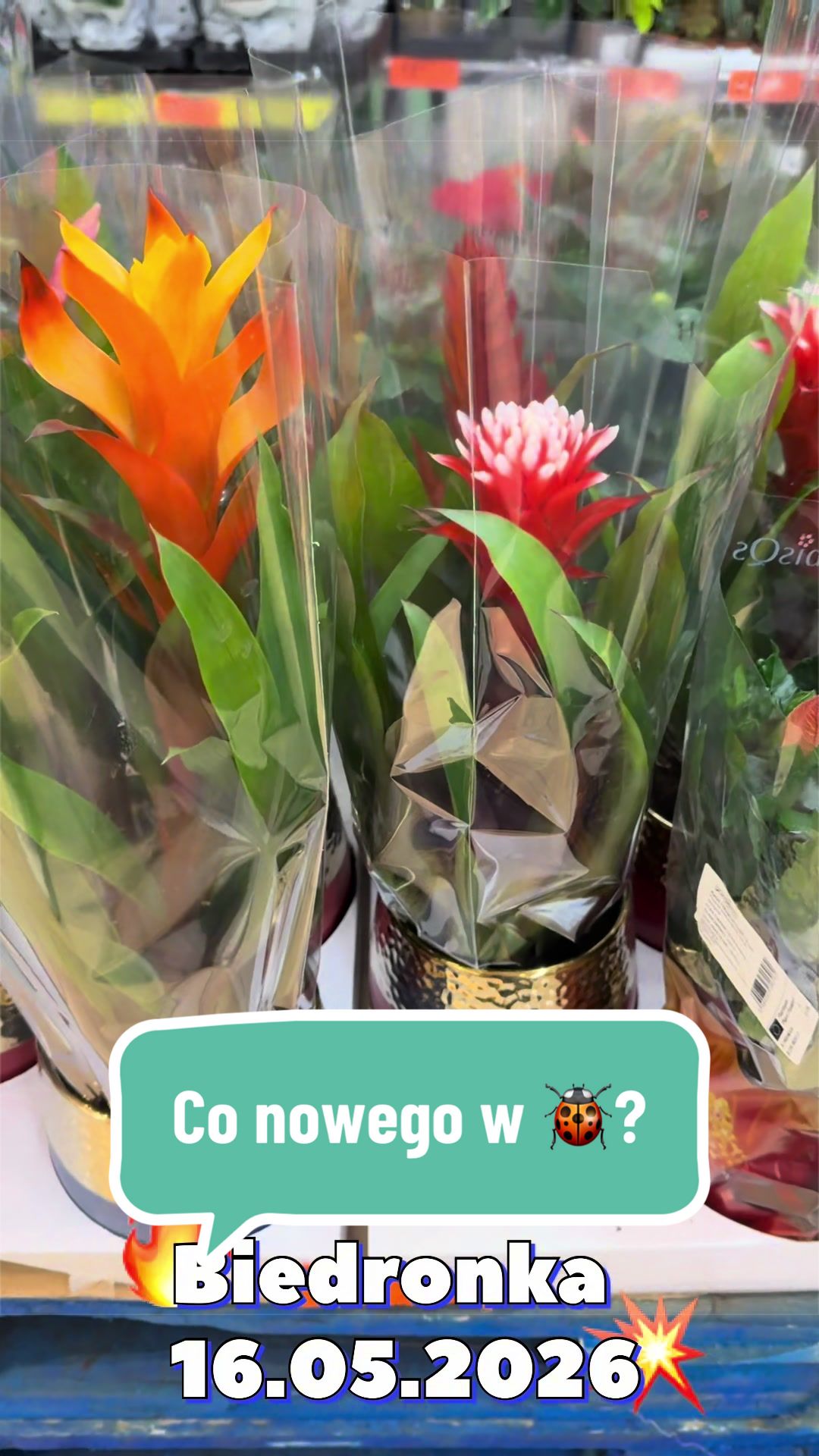 @maciej.plants
