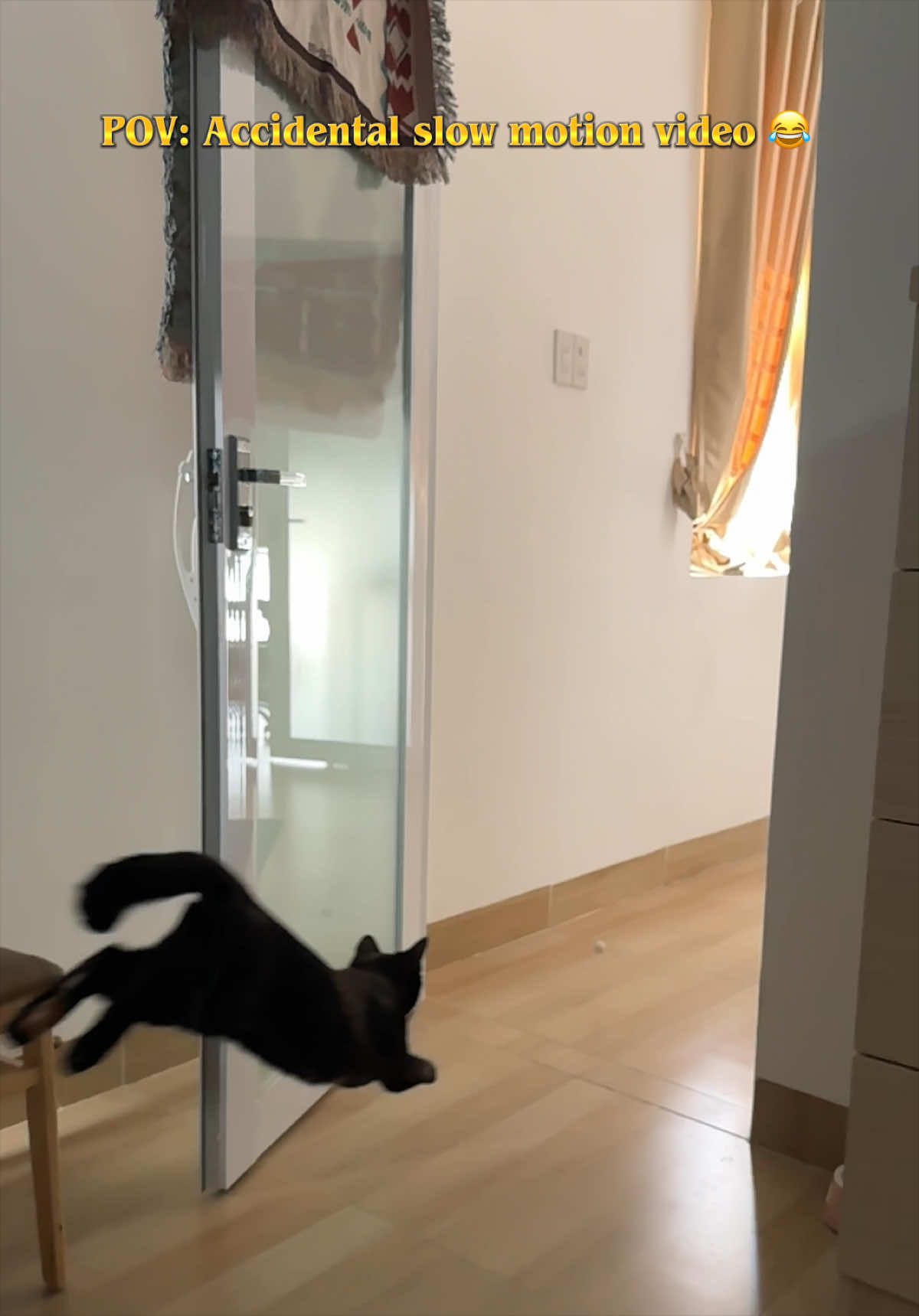 @Three Cats | Behavior & Life