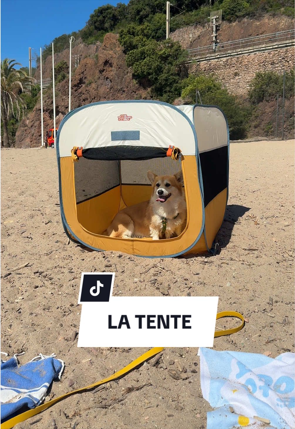 @Lemon 🍋 Corgi