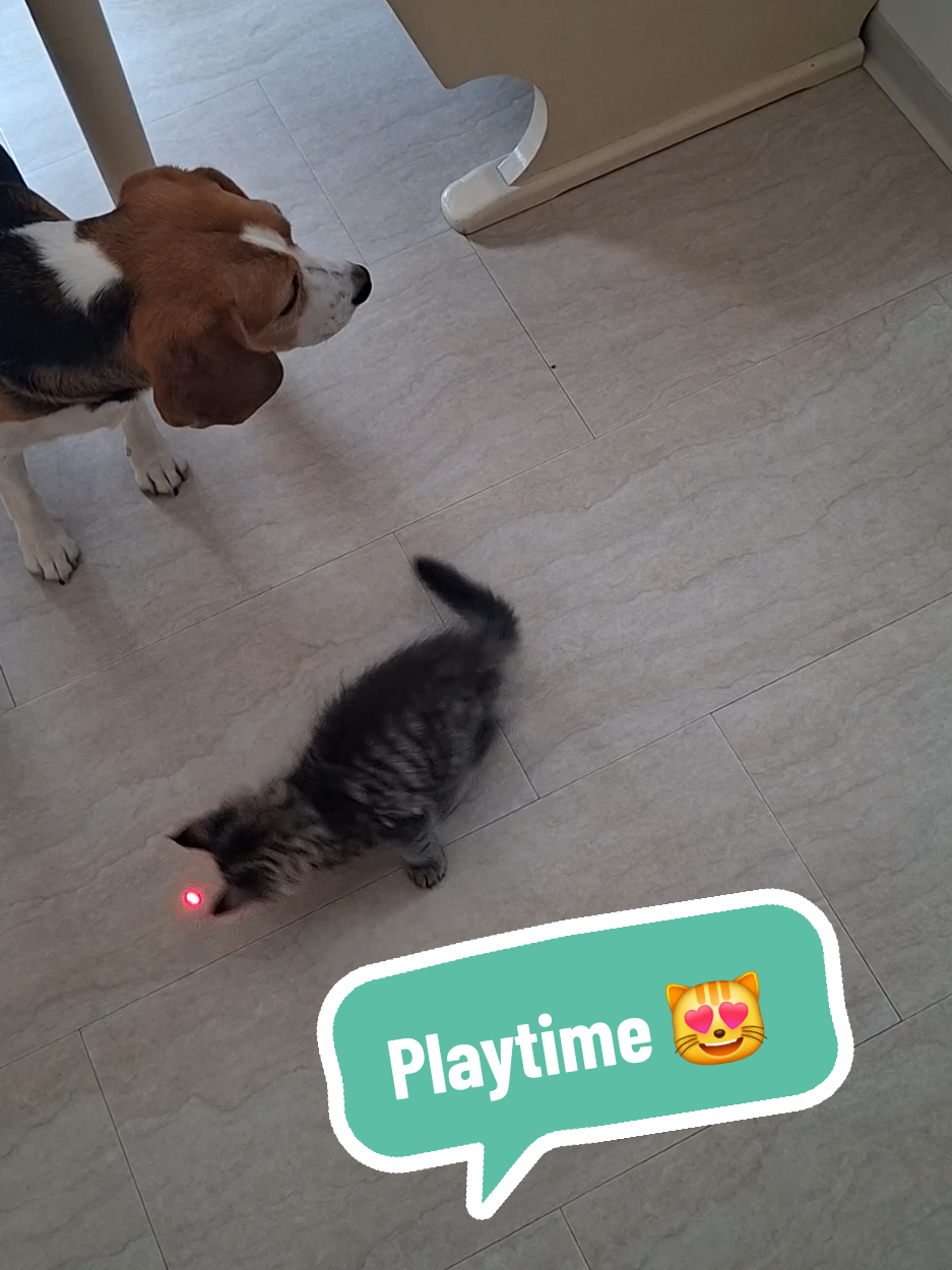 @BeagleTrifftBerner