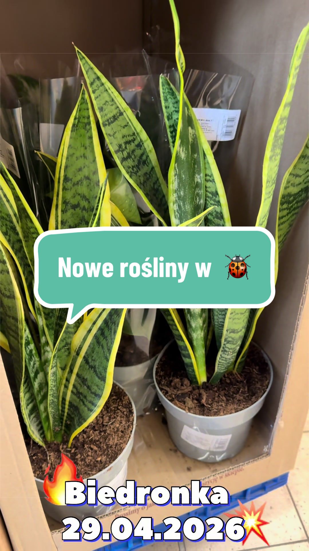 @maciej.plants