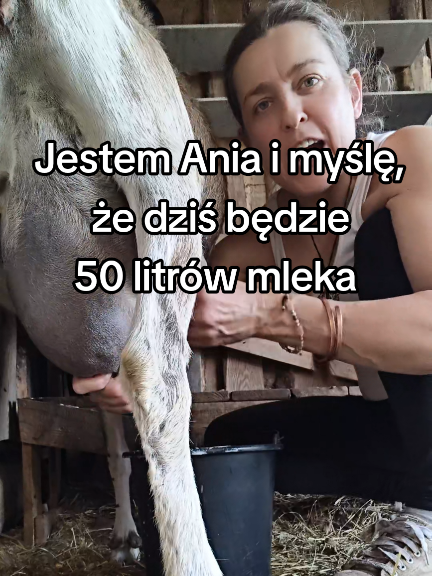 @Makowa Koza - sery z Kociewia
