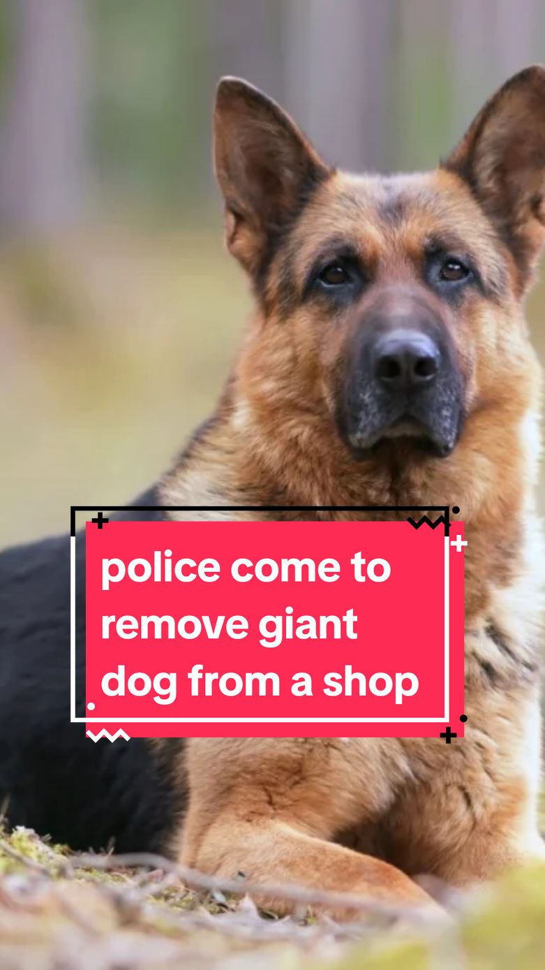 @true.crime.