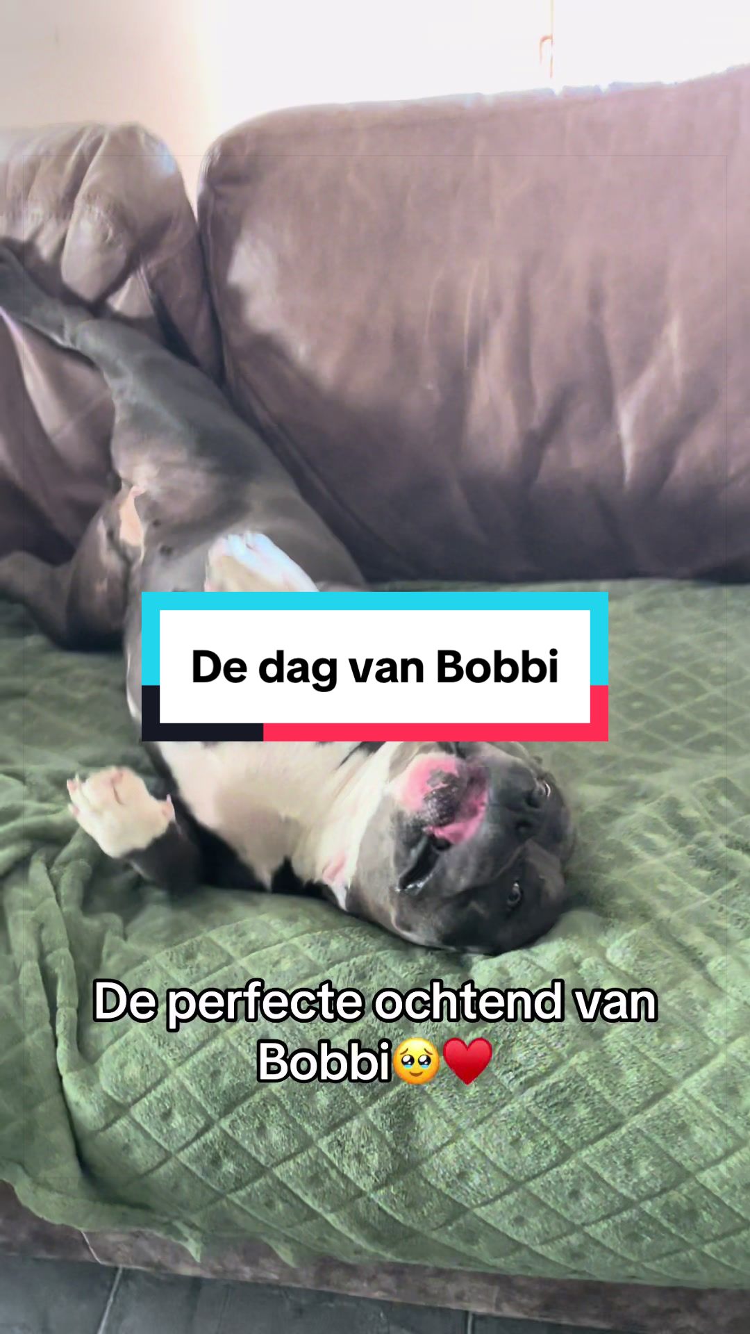 @bigdutchbullykennel