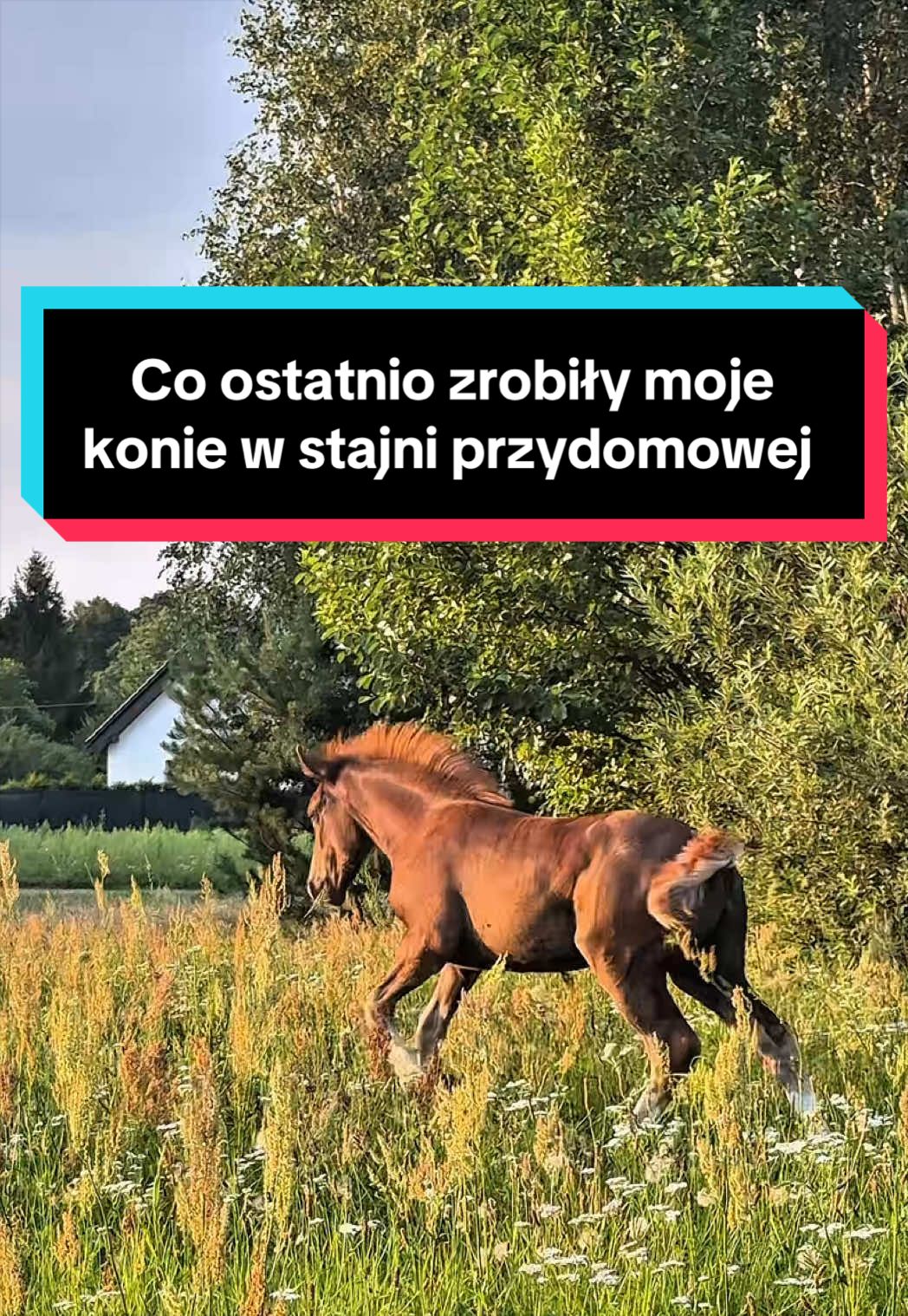 @Stado_Belli