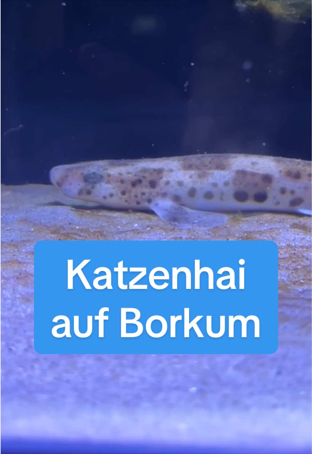 @Ostfriesen-Zeitung 🗞️