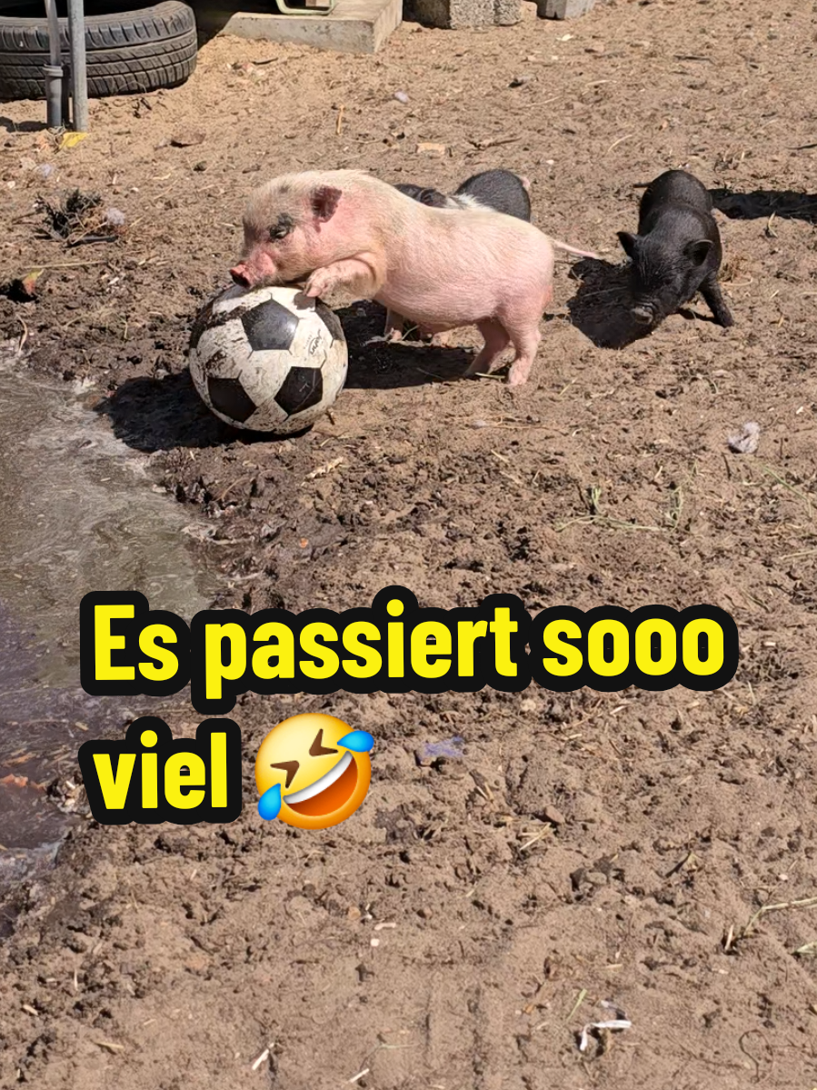 @👩&zwj;🌾 Farmgirl 👩&zwj;🌾