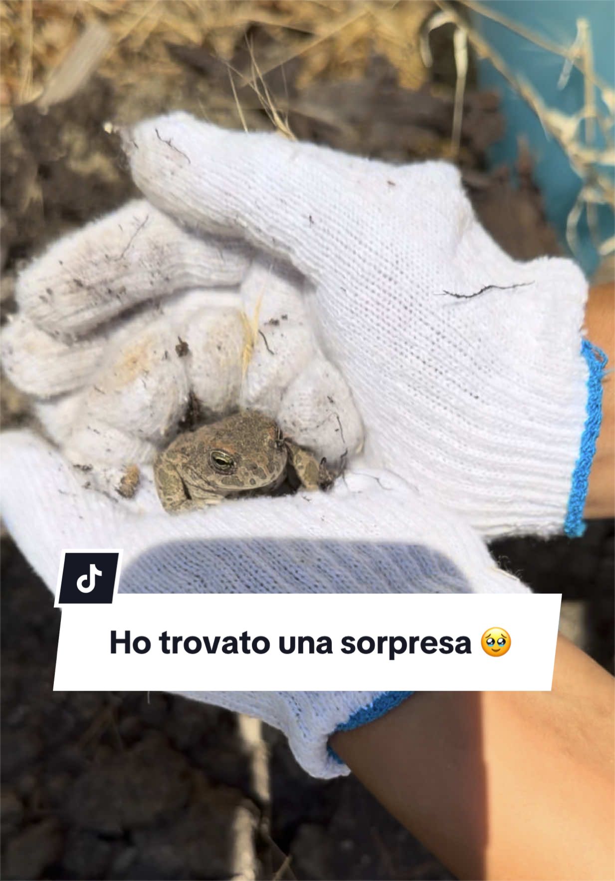 @lilia.troni