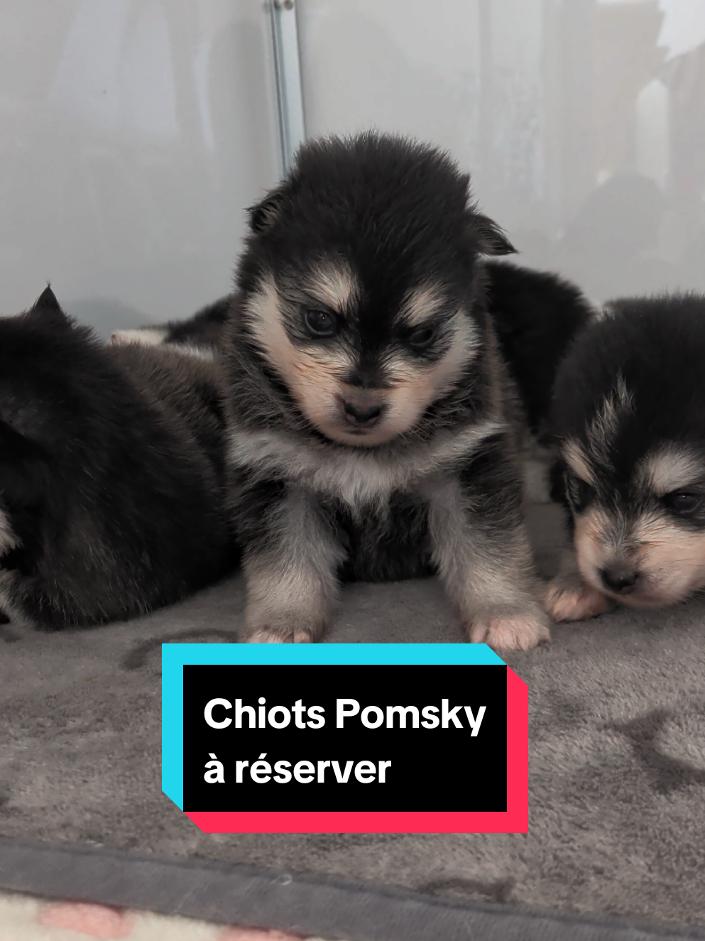@Pomsky du Lys d'or