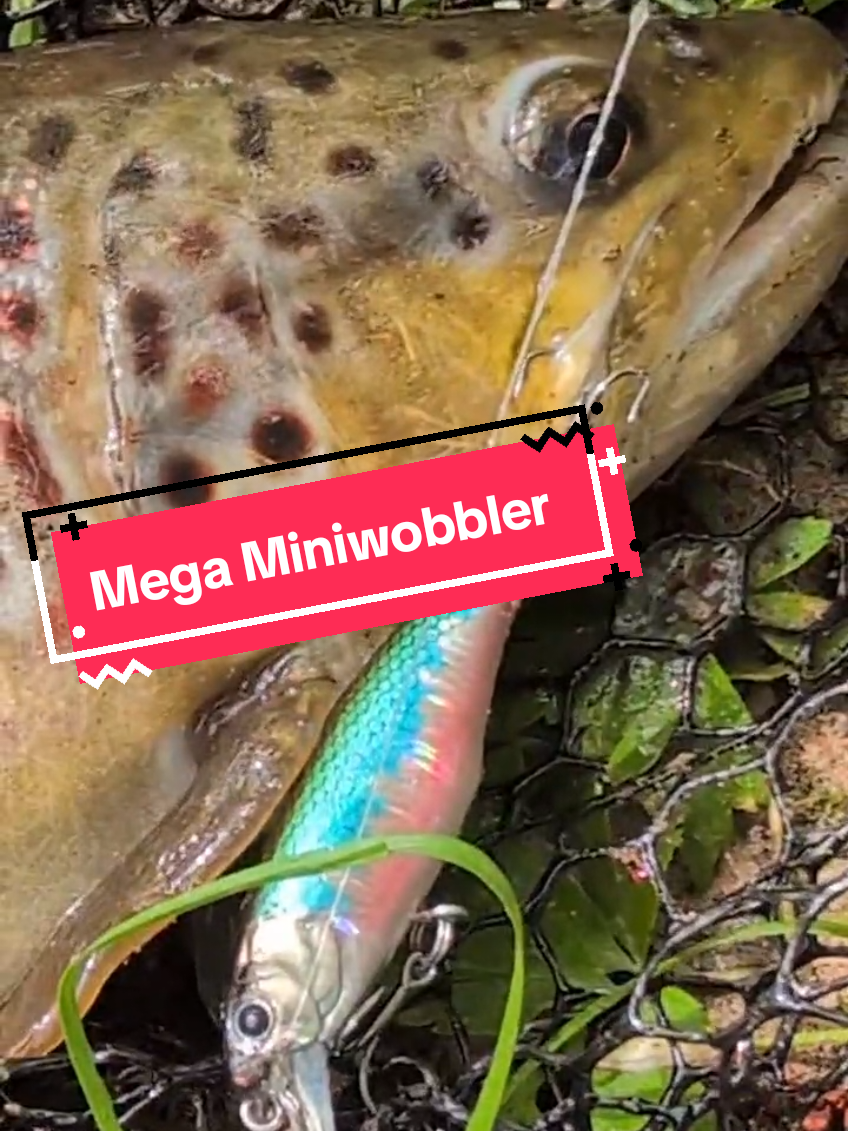 @Iron Claw_Fishing