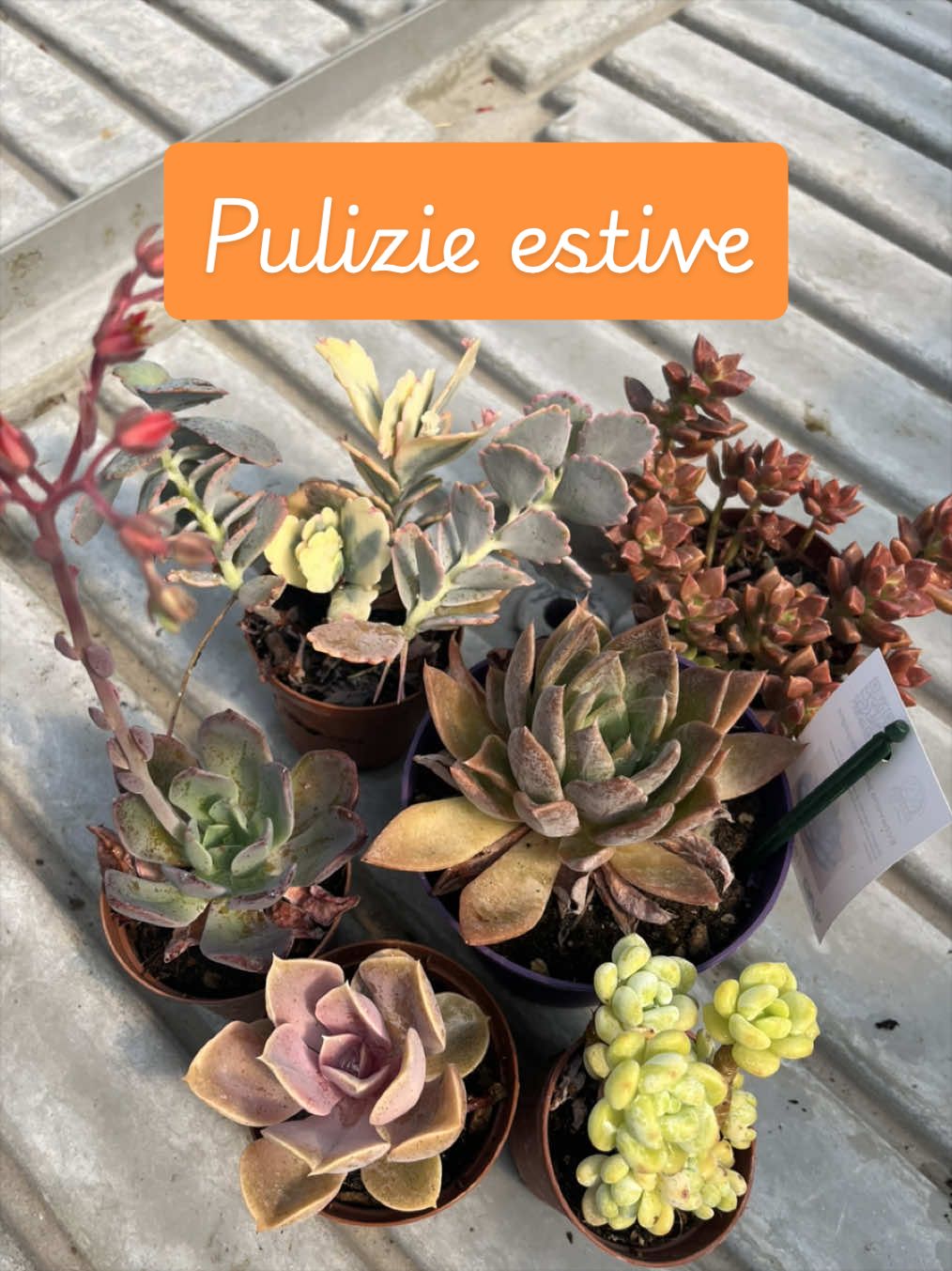 @piccole.spine.felici 🌵