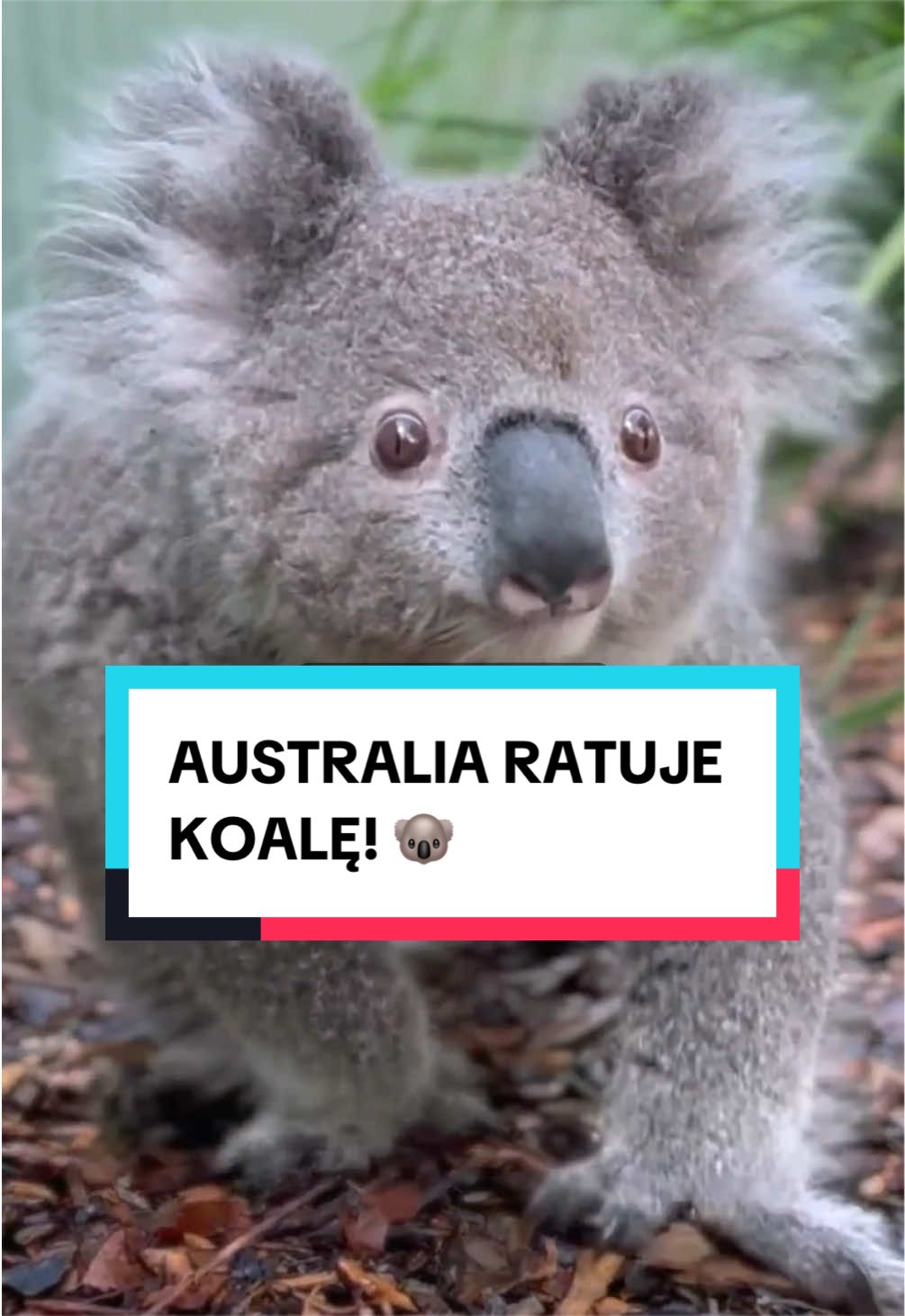 @pandawojtekyt