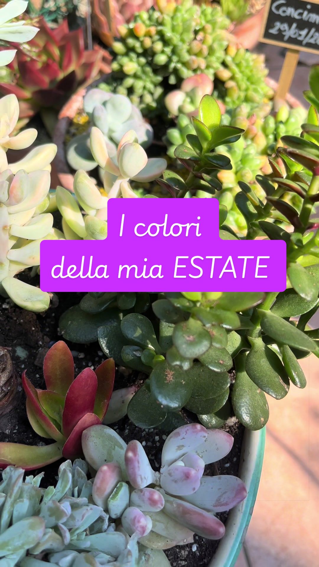 @piccole.spine.felici