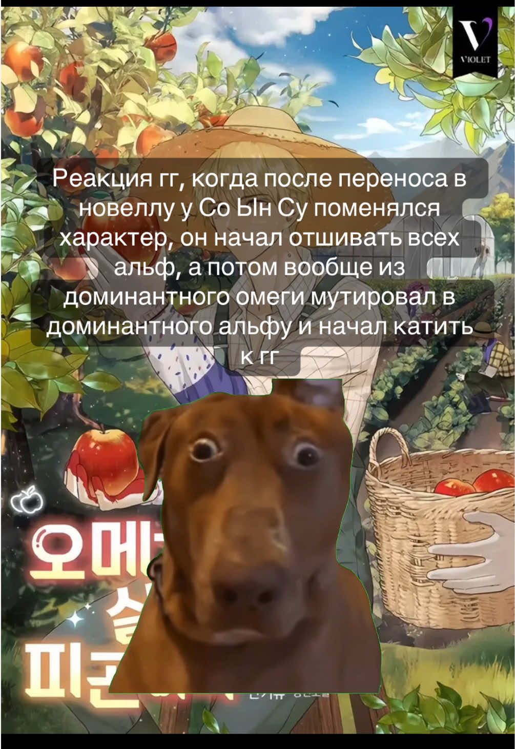 @Читающий гном