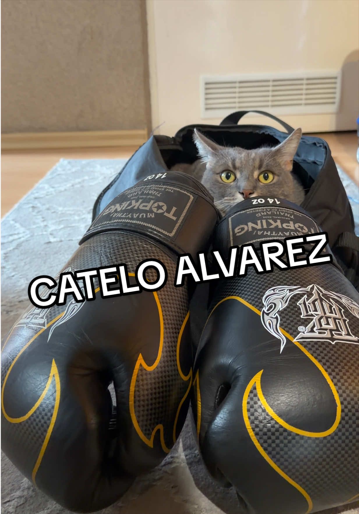 @Gorgo ig: gorgo_video