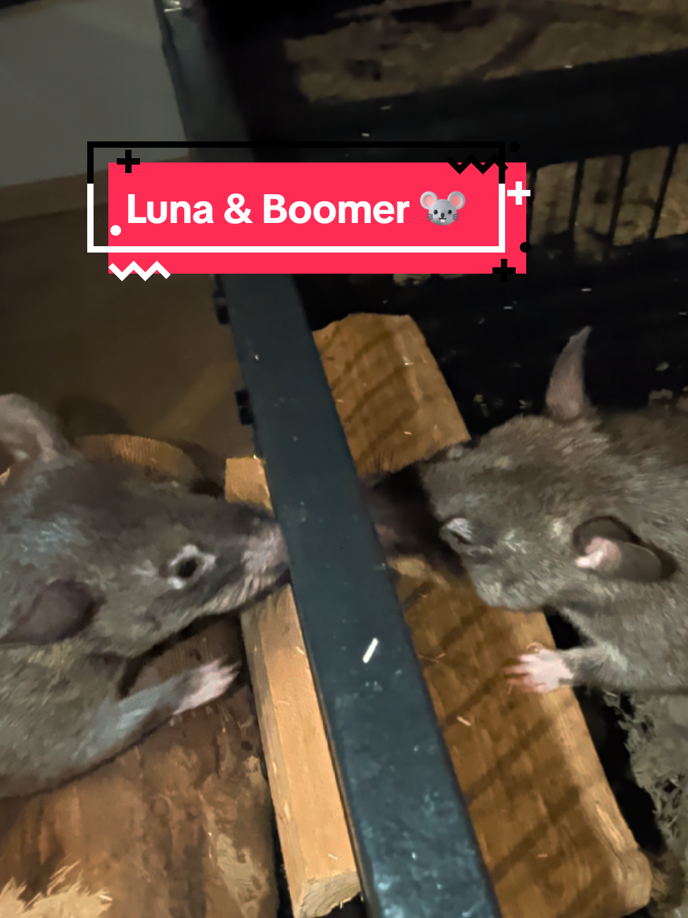 @Ratocalypse 🐀🤣🧀💥