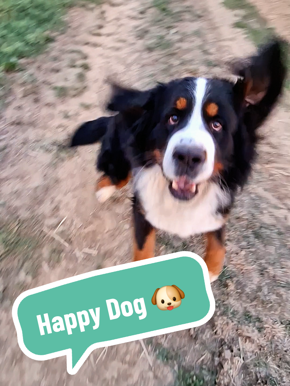 @BeagleTrifftBerner