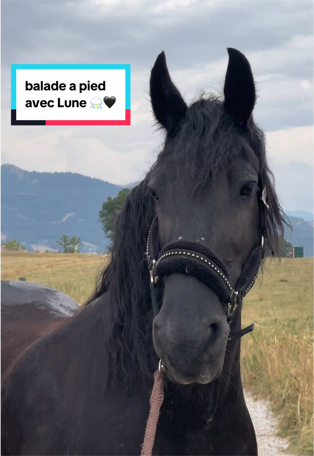 @mon poney pie